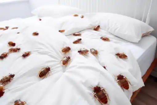 مكافحة بق الفراش الشروق: 10 علامات تحذيرية تؤكد إصابة منزلك قبل تفاقم الكارثة